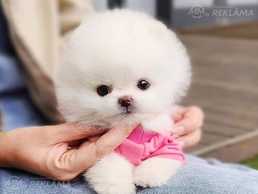 Pārdodu skaistus pomerāņu kucēnus - MM.LV