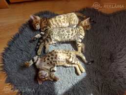 Pieejami 2 puikas, 1 meitenīte - MM.LV