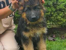 Vas garspalvainie kucēni - MM.LV