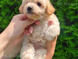 Maltipoo F1 mini Girl - MM.LV