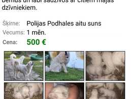 Polijas pdhales aitu suns - MM.LV