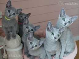 Russian Blue - MM.LV