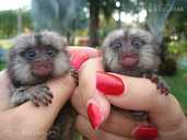 burvīgi marmozešu pērtiķi (pirkstu pērtiķi) - MM.LV