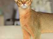 Abyssinian kitten girl from the cattery with docs - MM.LV