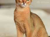 Abyssinian kittens from the cattery with documents - MM.LV