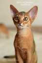 Abyssinian kittens from the cattery with documents - MM.LV - 2