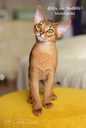 Abyssinian kittens from the cattery with documents - MM.LV - 3