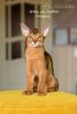 Abyssinian kittens from the cattery with documents - MM.LV - 4