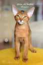 Abyssinian kittens from the cattery with documents - MM.LV - 5