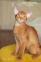 Abyssinian kittens from the cattery with documents - MM.LV - 6