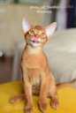 Abyssinian kittens from the cattery with documents - MM.LV - 7