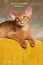 Abyssinian kittens from the cattery with documents - MM.LV - 8