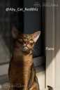 Abyssinian kittens from the cattery with documents - MM.LV - 9