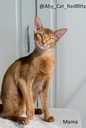 Abyssinian kittens from the cattery with documents - MM.LV - 10