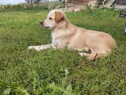 Kucēni gaida savu īsto cilvēku - MM.LV