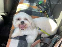 Meklējam šitsū puiku - MM.LV