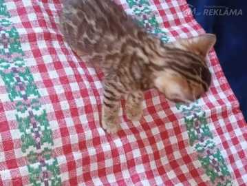 бенгальский котёнок бенгальский котёнок - MM.LV