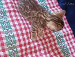бенгальский котёнок - MM.LV