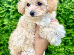 Girl Maltipoo F1 - MM.LV