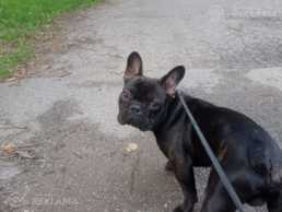 Ищем невесту для продолжения рода - MM.LV