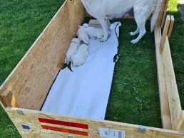 White swiss shepherd for sale. - MM.LV