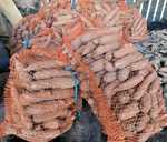 Biloģiski auzdzēti kartupeļi Vineta (25-30kg maiss) - MM.LV