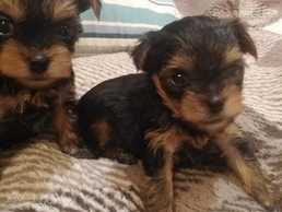 Щенки Йорка с мордочкой беби-фейс в поисках нового дома. - MM.LV