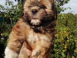 Декоративная порода Шорки в поисках нового дома. - MM.LV