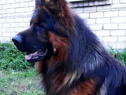 Щенки немецкой длинношерстной овчарки - MM.LV