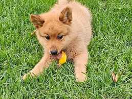 Finnish Spitz Finnish Spitz - MM.LV