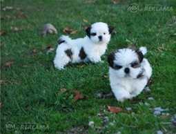 Lieliski šicu kucēni ir gatavi - MM.LV