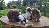 Amazing puppies in Kennel - MM.LV - 2