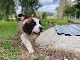 Pārdod sanbernāra kucēnus - MM.LV