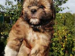 Щенки породы Шорка в поисках нового дома. - MM.LV