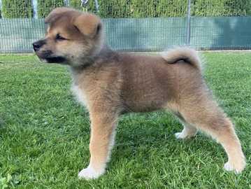 Akita inu tīršķirnes kucēni Akita inu tīršķirnes kucēni - MM.LV