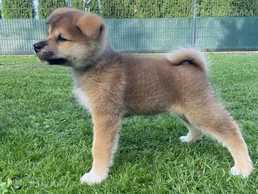 Akita inu tīršķirnes kucēni - MM.LV