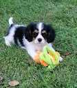 Cavalier King Charles Spaniels - MM.LV - 2