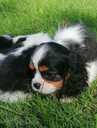 Cavalier King Charles Spaniels - MM.LV - 5