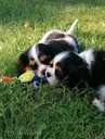 Cavalier King Charles Spaniels - MM.LV - 7