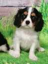 Cavalier King Charles Spaniels - MM.LV - 8