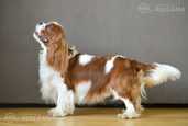 Cavalier King Charles Spaniels - MM.LV - 9