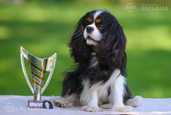 Cavalier King Charles Spaniels - MM.LV - 11