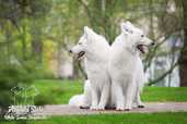 Baltais šveices aitu suns - MM.LV