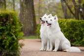 Baltais šveices aitu suns - MM.LV - 3