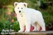 Baltais šveices aitu suns - MM.LV - 8