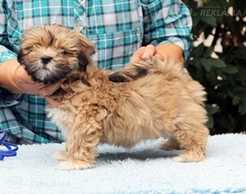 Щенки дизайнерской породы Шорка в поисках нового дома - MM.LV