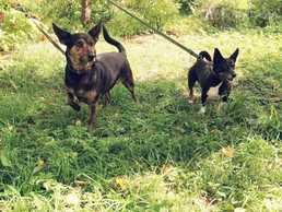 Suņu meitenes meklē mājas - MM.LV