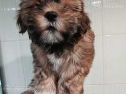 Щенки дизайнерской породы Шорка в поисках нового дома - MM.LV