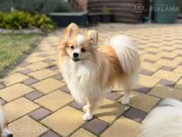 Pomeranian puppy - MM.LV