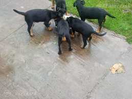 Продаются щенки ягтерьера. - MM.LV